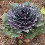 Zea Za Garden