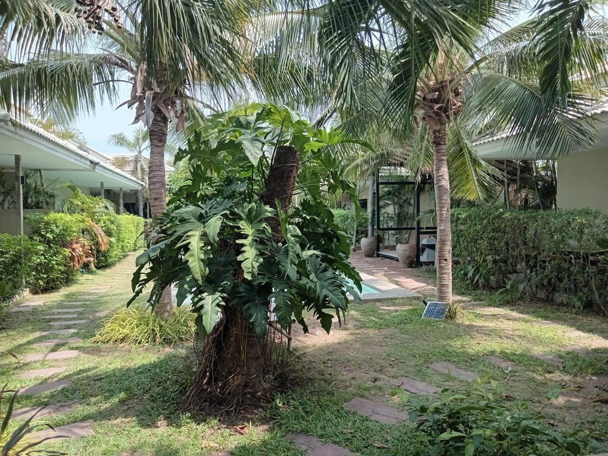 Tropical House​ *