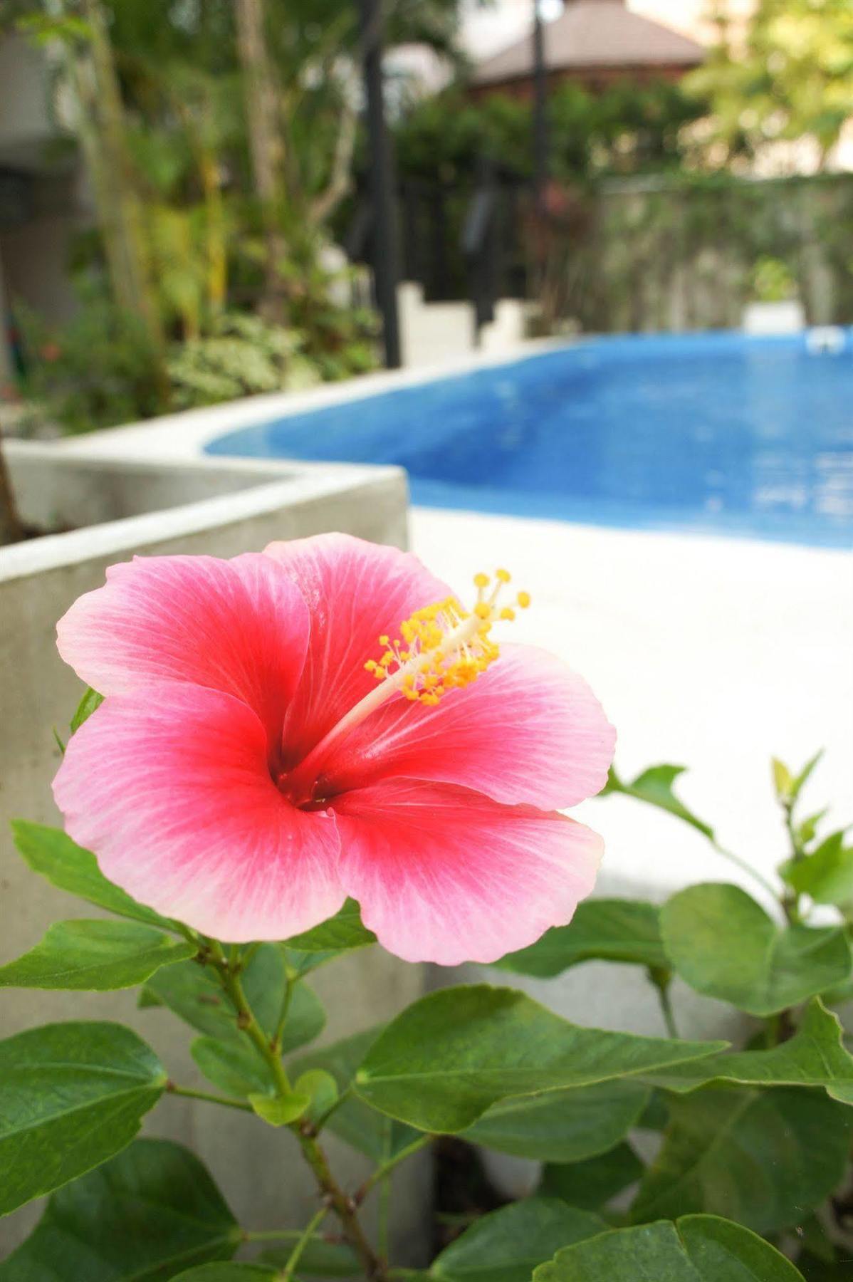Chaba Place Inn
